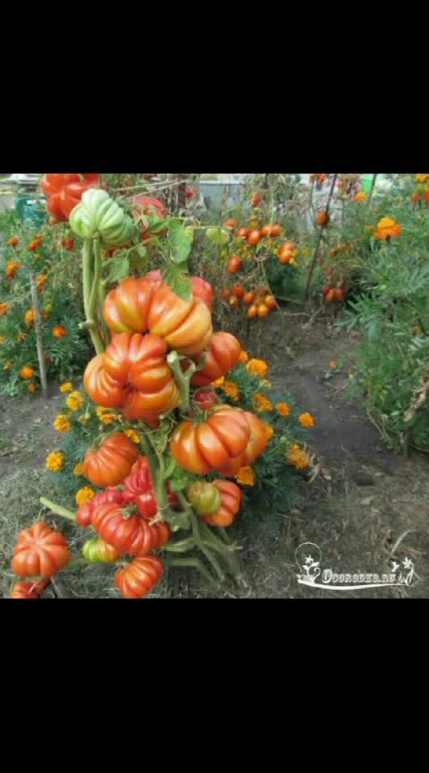 Разное. Дары природы!