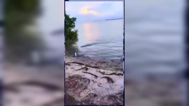 Ловил рыбу, а поймал...