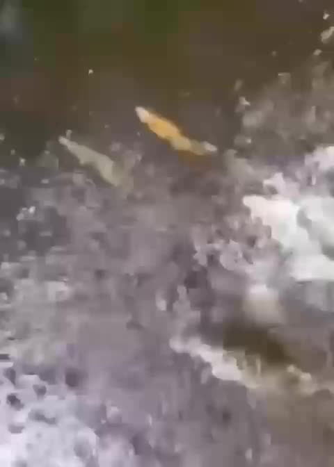 О счастье в мире животных...