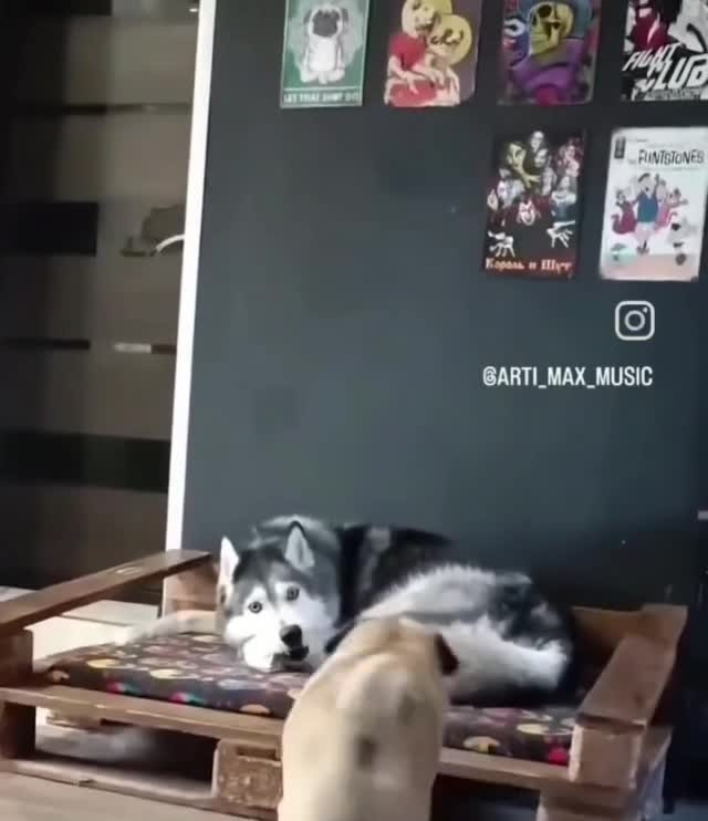 О дружбе и взаимопомощи у собак разных пород...