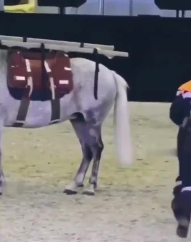 Видео приколы (юмор). Спасатели они и на конюшне спасатели.