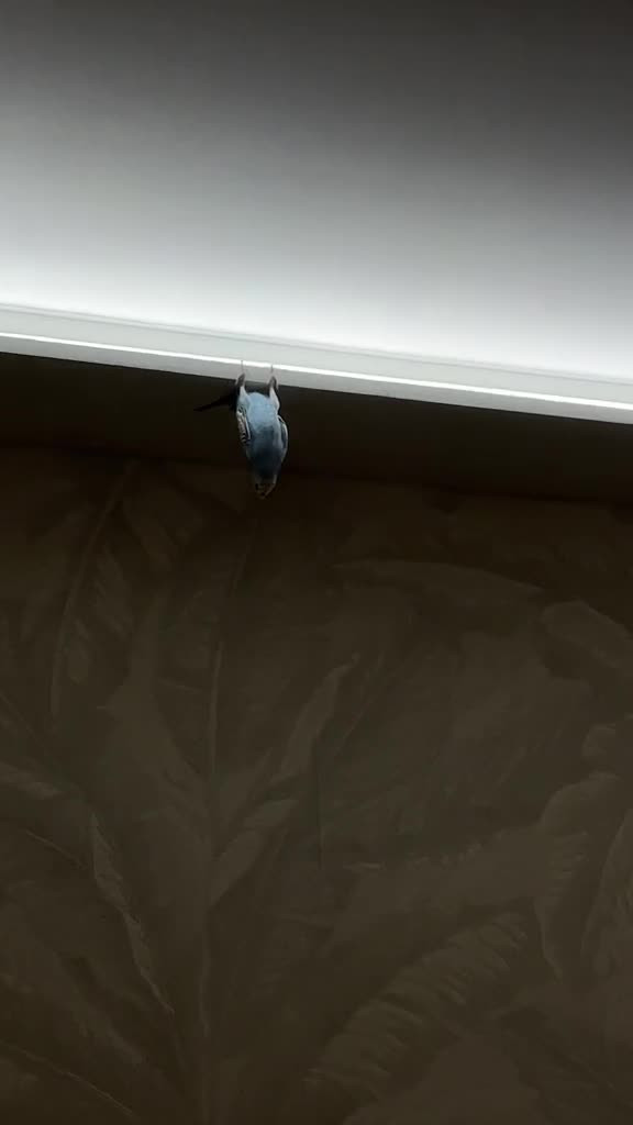 Видео прикол (юмор). Он познал жизнь!