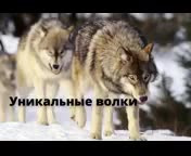 Волки