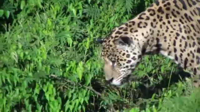 Охота леопарда на крокодила