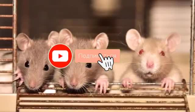 Смысл жизни. Что "думают" мыши об этом?