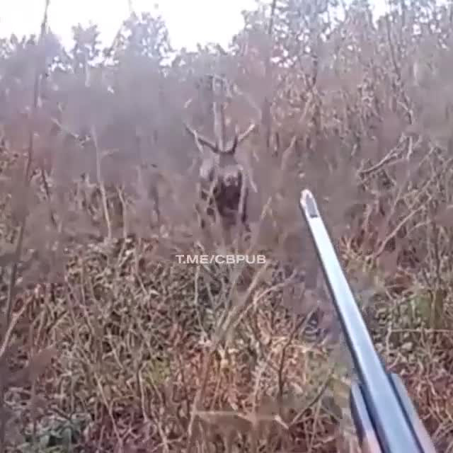 Охотник остался без глаза