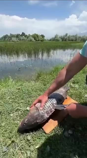 Рыба. Готовим копчёного сазана на рыбалке.