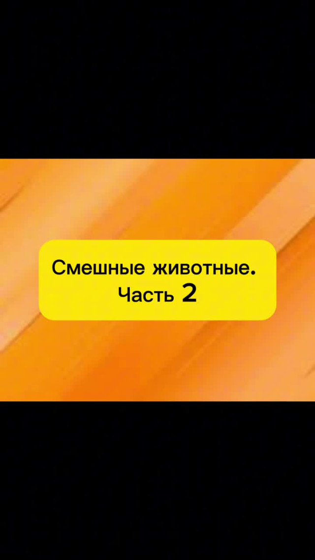 Видео приколы (юмор). Смешные животные. Часть 2