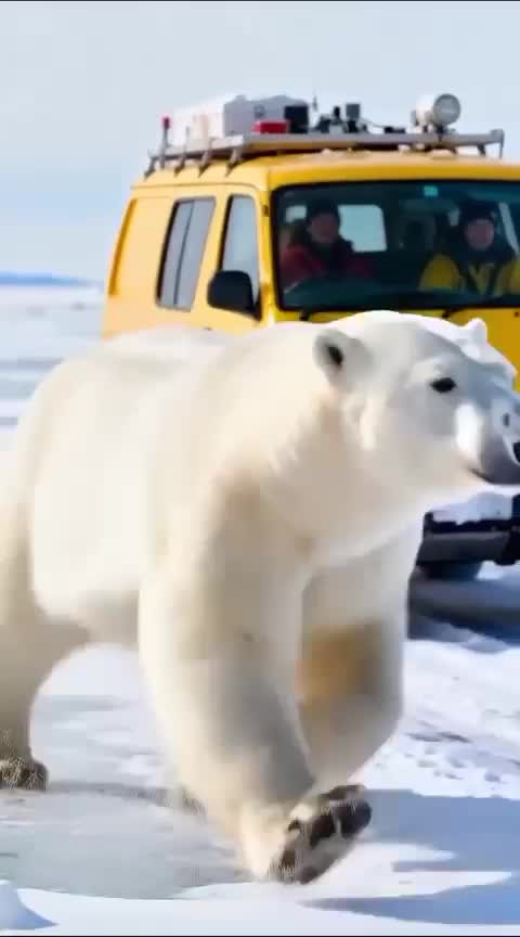 Дипфейк. Спасение медвежонка.