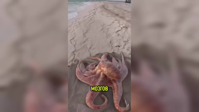 Что связывает осьминога и цунами?