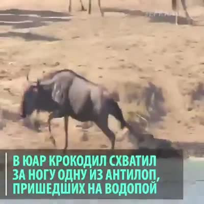 Друзья в беде не бросают...