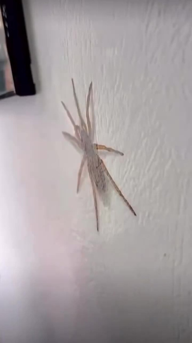 Искусство. 3D паук.