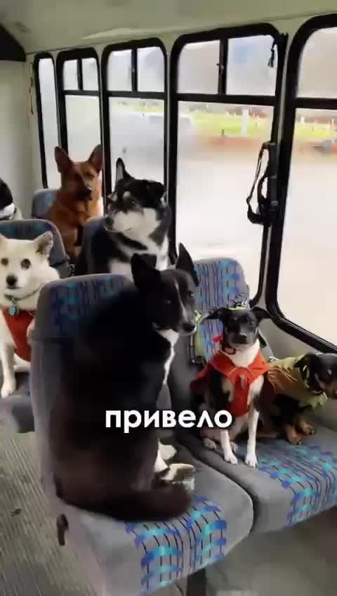 Собачий приют на...
