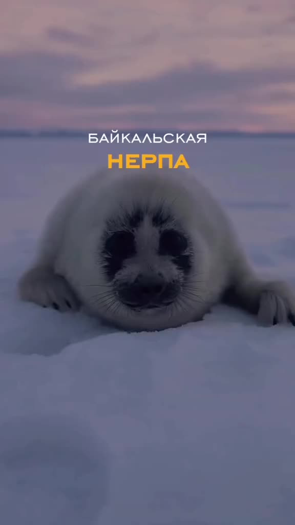 О вечной мерзлоте, красоте мира и другое...