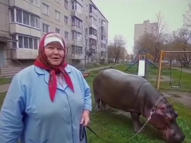 Фейк. Бабушка и бегемот