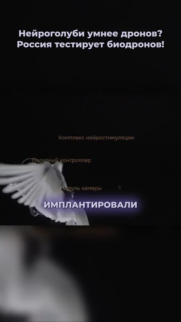 Голуби в России  не только птицы, но и ...