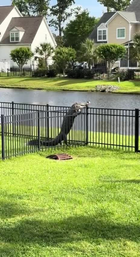 Побег крокодила из вольера