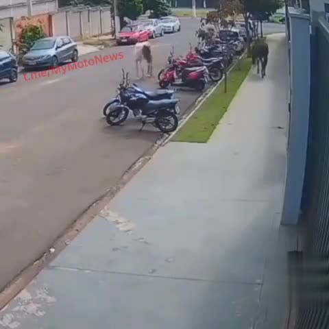 Видео приколы (юмор). Лошадь и мотороллер.