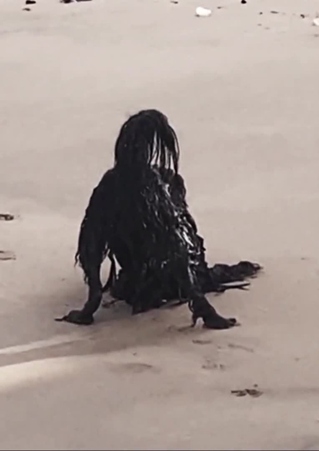 Разное. Что за животное?