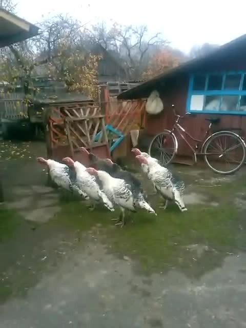 Животные. Команда поступила!