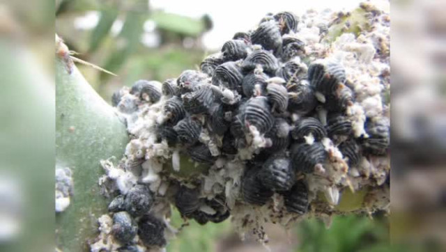 Правильные продукты (Ваше здоровье). Кармин. Краситель.