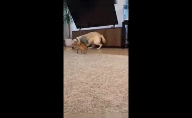 ИИ и животные в комических ситуациях