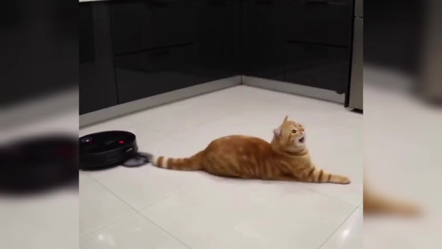 Фейк. Работает искусственный интеллект: прикольно, но такого в реальной жизни нет.