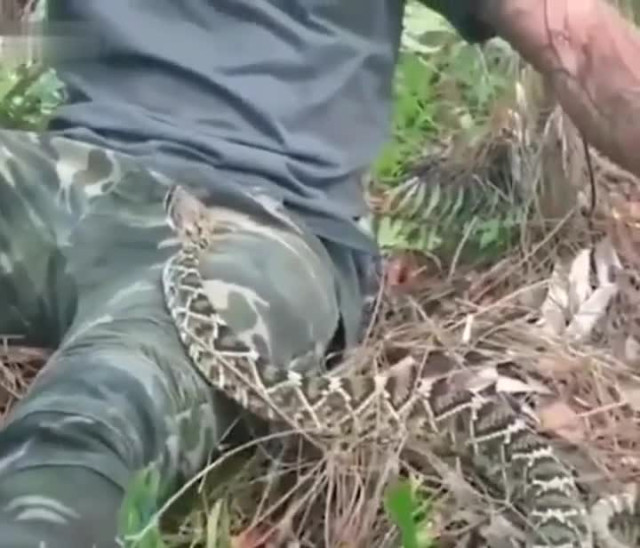 Туристу. Встреча с змеёй. Рекомендации.