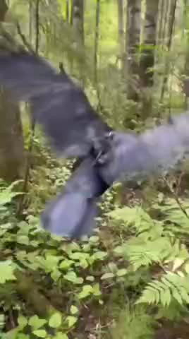 Как ворон помогает в сборе грибов?