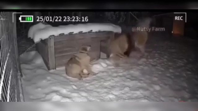 Как проявляется любовь у животных?