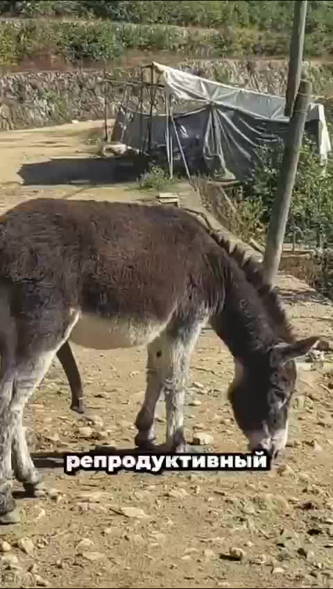 Как в Китае используют мужскую силу осла?