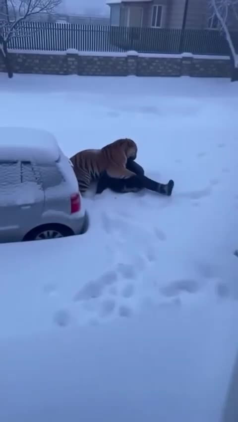 Дипфейк. Нападение тигра на человека.
